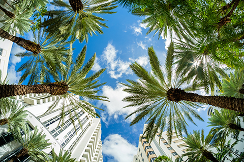 A stock photo of palm trees in the Brickell neighborhood of downtown Miami, Florida.