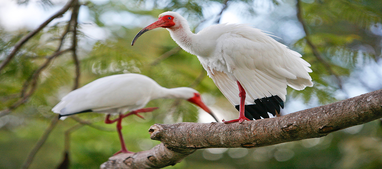 A photo of two Ibises perched on a tree at the University of Miami Coral Gables campus.